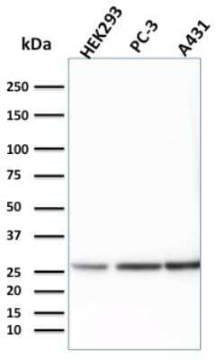 Western Blot: 14-3-3 epsilon Antibody (CPTC-YWHAE-1)Azide and BSA Free [NBP2-79944]