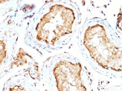 Immunohistochemistry-Paraffin: 14-3-3 epsilon Antibody (CPTC-YWHAE-1) [NBP2-79810]