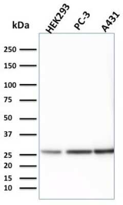 Western Blot: 14-3-3 epsilon Antibody (CPTC-YWHAE-1) [NBP2-79810]