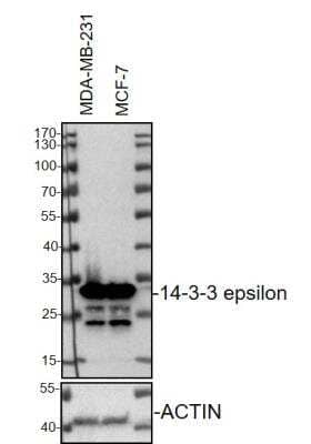 Western Blot: 14-3-3 epsilon Antibody (CPTC-YWHAE-1) [NBP2-79810]