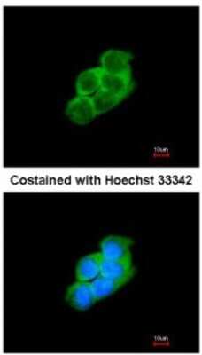Immunocytochemistry/ Immunofluorescence: 14-3-3 epsilon Antibody [NBP1-33554]