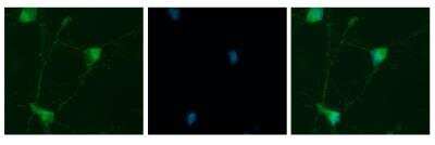 Immunocytochemistry/ Immunofluorescence: 14-3-3 epsilon Antibody [NBP1-89827]