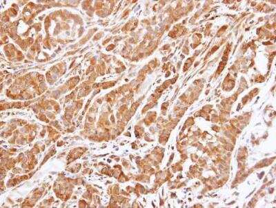 Immunohistochemistry-Paraffin: 14-3-3 epsilon Antibody [NBP1-32695]