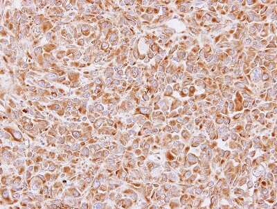 Immunohistochemistry-Paraffin: 14-3-3 epsilon Antibody [NBP1-33554]