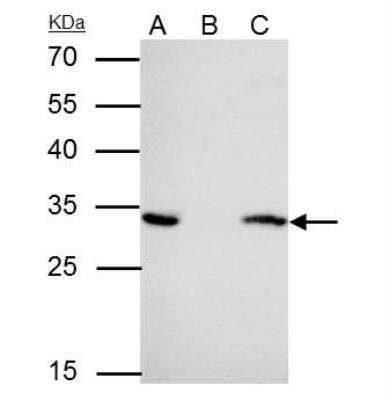 Immunoprecipitation: 14-3-3 epsilon Antibody [NBP1-32695]