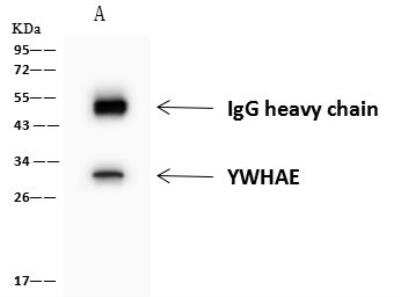 Immunoprecipitation: 14-3-3 epsilon Antibody [NBP2-97726]