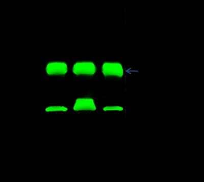 Immunoprecipitation: 14-3-3 epsilon Antibody [NBP2-99633]