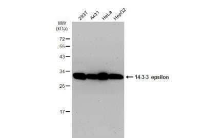 Western Blot: 14-3-3 epsilon Antibody [NBP1-32695]