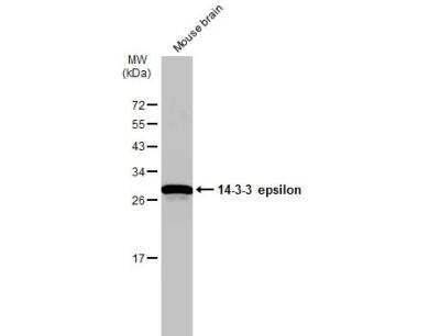 Western Blot: 14-3-3 epsilon Antibody [NBP1-32695]