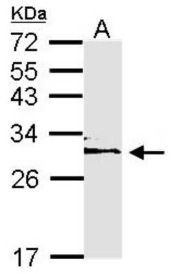 Western Blot: 14-3-3 epsilon Antibody [NBP1-33554]