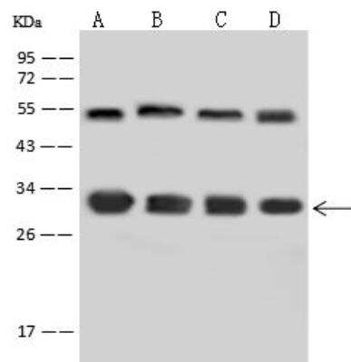 Western Blot: 14-3-3 epsilon Antibody [NBP2-97726]