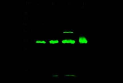 Western Blot: 14-3-3 epsilon Antibody [NBP2-99633]