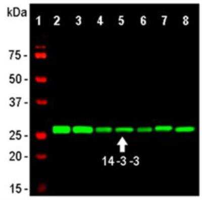 Western Blot: 14-3-3 eta Antibody (3G12) [NBP1-92691]
