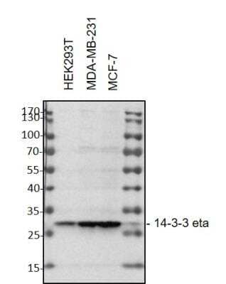 Western Blot: 14-3-3 eta Antibody (3G12) [NBP1-92691]