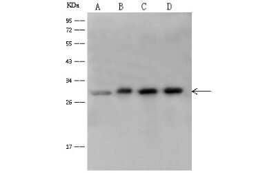 Western Blot: 14-3-3 eta Antibody [NBP2-99490]