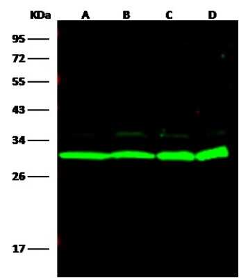 Western Blot: 14-3-3 eta Antibody [NBP2-99642]