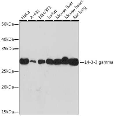 Western Blot: 14-3-3 gamma Antibody (5R4Q4) [NBP3-16771]