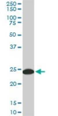 Western Blot: 14-3-3 gamma Antibody (6A10) [H00007532-M02]
