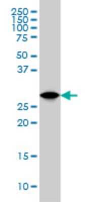 Western Blot: 14-3-3 gamma Antibody (6A10) [H00007532-M02]
