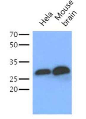 Western Blot: 14-3-3 gamma Antibody (AT4B9)BSA Free [NBP2-50579]