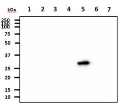 Western Blot: 14-3-3 gamma Antibody (AT4B9)BSA Free [NBP2-50579]