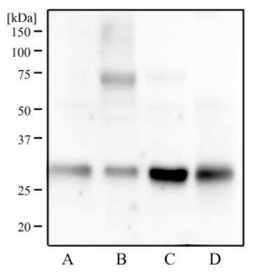 Western Blot: 14-3-3 gamma Antibody (HS23) [NB100-407]
