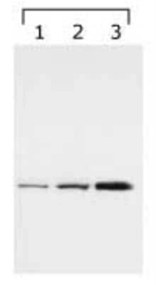 Western Blot: 14-3-3 gamma Antibody (HS23) [NB100-407]