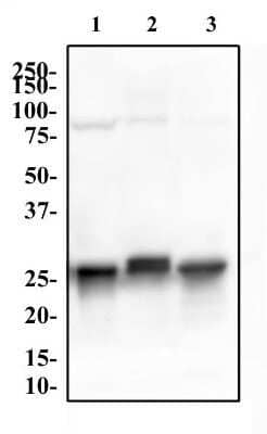 Western Blot: 14-3-3 gamma Antibody (KC21)Azide and BSA Free [NBP2-81016]