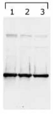 Western Blot: 14-3-3 gamma Antibody (KC21)Azide and BSA Free [NBP2-81016]