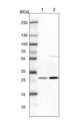Western Blot: 14-3-3 gamma Antibody [NBP2-54679]