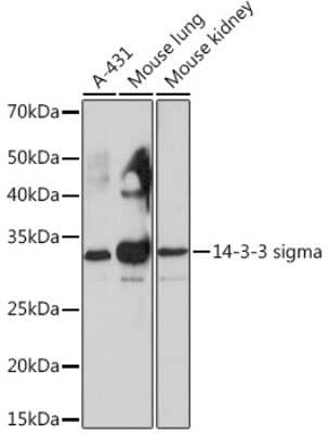 Western Blot: 14-3-3 sigma/Stratifin Antibody (8C8A9) [NBP3-16395]