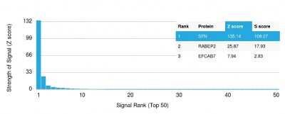 Protein Array: 14-3-3 sigma/Stratifin Antibody (CPTC-SFN-2) - Azide and BSA Free [NBP3-08214]