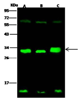 Western Blot: 14-3-3 sigma/Stratifin Antibody [NBP2-99631]