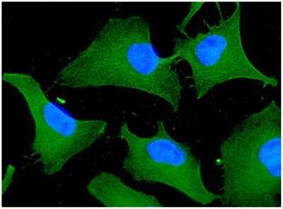Immunocytochemistry/ Immunofluorescence: 14-3-3 tau/theta Antibody (1A1) - BSA Free [NBP1-21301]