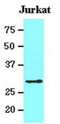 Western Blot: 14-3-3 tau/theta Antibody (1A1)BSA Free [NBP1-21301]