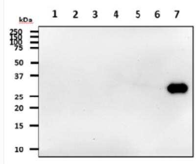 Western Blot: 14-3-3 tau/theta Antibody (1A1)BSA Free [NBP1-21301]