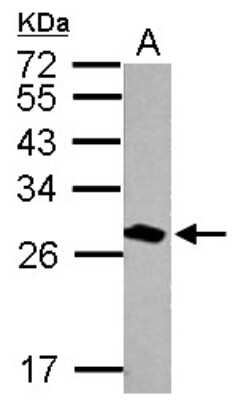 Western Blot: 14-3-3 tau/theta Antibody [NBP1-31537]