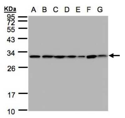 Western Blot: 14-3-3 tau/theta Antibody [NBP1-31537]