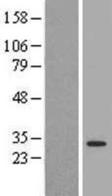 Western Blot: 14-3-3 tau/theta Overexpression Lysate [NBL1-17951]