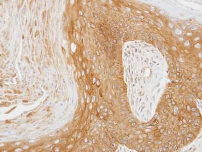 Immunohistochemistry-Paraffin: 14-3-3 zeta Antibody [NBP1-31325]
