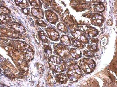 Immunohistochemistry-Paraffin: 14-3-3 zeta Antibody [NBP1-31325]