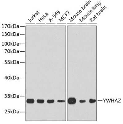 Western Blot: 14-3-3 zeta AntibodyBSA Free [NBP2-92614]