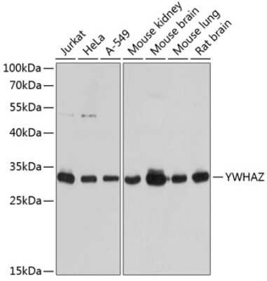 Western Blot: 14-3-3 zeta AntibodyBSA Free [NBP2-92747]