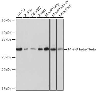 Western Blot: 14-3-3 zeta/beta Antibody (3J3J9) [NBP3-16769]