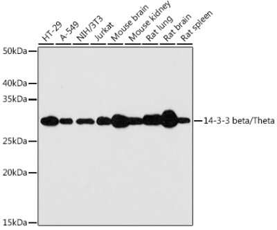 Western Blot: 14-3-3 zeta/beta Antibody (7Z4S5) [NBP3-16770]