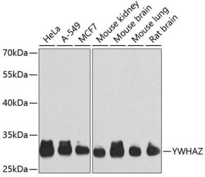 Western Blot: 14-3-3 zeta/delta AntibodyAzide and BSA Free [NBP2-92813]