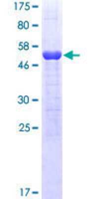 SDS-PAGE: Recombinant Human 14-3-3 zeta/delta GST (N-Term) Protein [H00007534-P01]