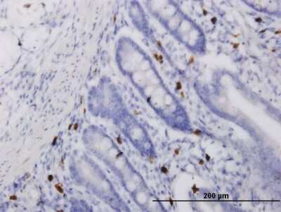 Immunohistochemistry-Paraffin: 15-Lipoxygenase 1 Antibody (3D8) [H00000246-M04]