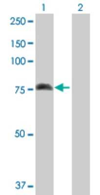 Western Blot: 15-Lipoxygenase 1 Antibody [H00000246-D01P]