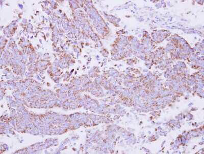 Immunohistochemistry-Paraffin: 15-PGDH/HPGD Antibody [NBP2-21588]